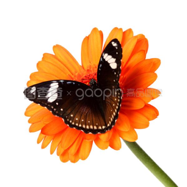 关于拉克拉女王的惊人真相