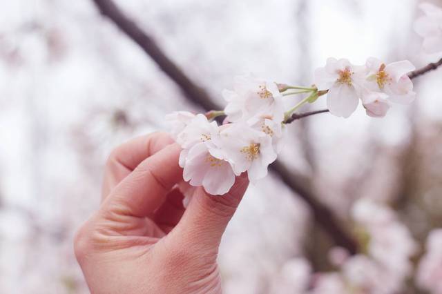 克莱拉与熊的秘密