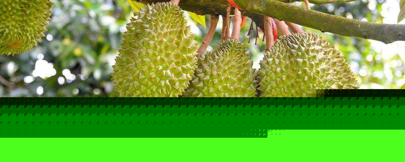 冰河世纪：巨蛋恶作剧