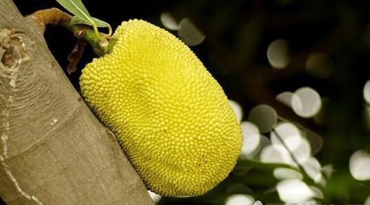 圣斗士星矢： 天界篇序奏