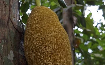 内衣少女（粤语版）