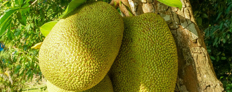 哈利·波特与凤凰社（原声版）