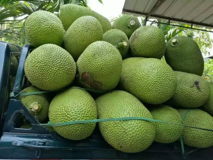 八星报喜1988 普通话版